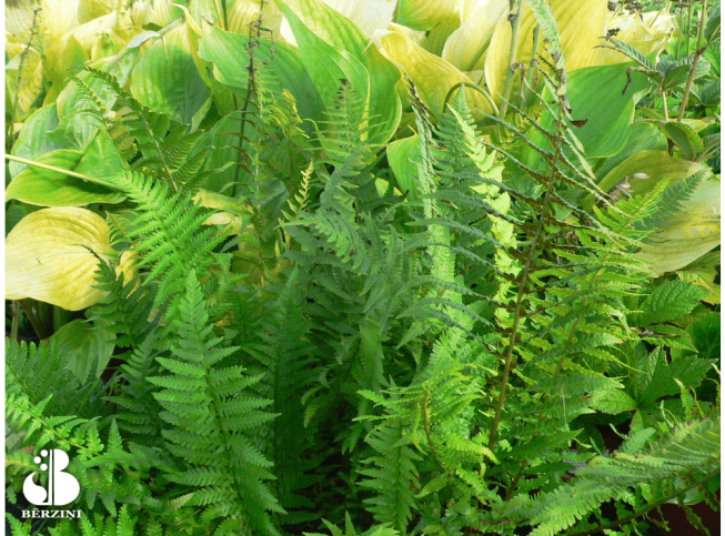 Dryopteris pseudofilix-mas   'Mexica'